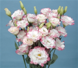 Lisianthus Helix Pink Pic Pellets_disc