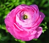 Ranunculus Highline Barby