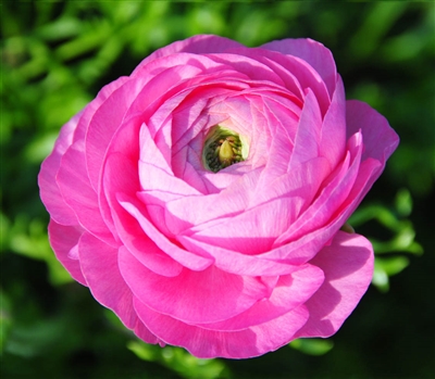 Ranunculus Highline Barby