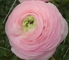 Ranunculus Highline Marshmellow