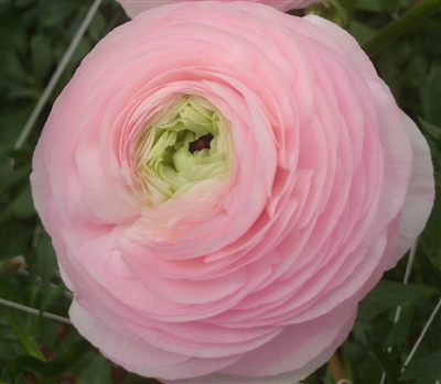 Ranunculus Highline Marshmellow