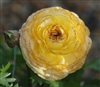 Ranunculus Highline Tiger