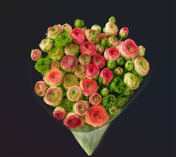 Ranunculus Highline Tiger Picotee Shades