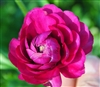 Ranunculus Highline Violet