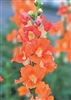 Antirrhinum Chantilly Bronze