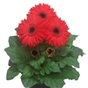 Gerbera Giant Coral Bl Ctr