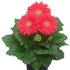 Gerbera Giant Coral