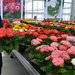 Gerbera Giant Mix