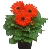 Gerbera Giant Orange Bl Ctr