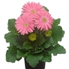 Gerbera Giant Pink