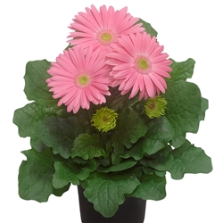 Gerbera Giant Pink