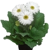 Gerbera Giant White