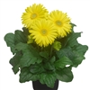 Gerbera Giant Yellow