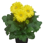 Gerbera Giant Yellow