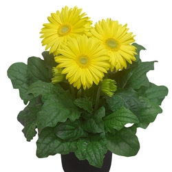 Gerbera Giant Yellow