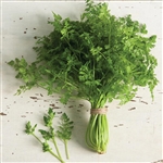 Chervil Curled