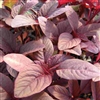 Amaranth Red Army(Microleaf)