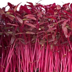 Amaranth Red Garnet(Microlea