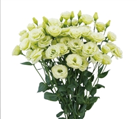 Lisianthus Arosa 2 Green Pellets