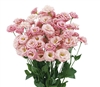 Lisianthus Arosa 3 Pink ver 2Pellets