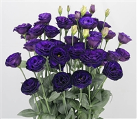 Lisianthus Arosa 3 Violet