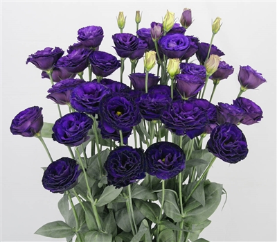 Lisianthus Arosa 3 Violet