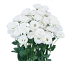 Lisianthus Arosa 3 White Pellets