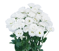 Lisianthus Arosa 3 White Pellets