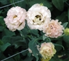 Lisianthus Lt Summ.1 Princess Pellets