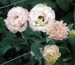 Lisianthus Lt Summ.1 Princess Pellets