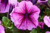 Petunia Mambo Orchid Vein GP Pellets