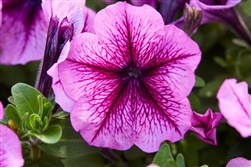 Petunia Mambo Orchid Vein GP Pellets