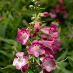 Penstemon Arabesque Orchid