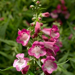 Penstemon Arabesque Orchid