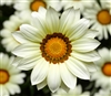 Gazania Big Kiss White