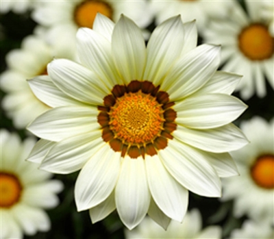 Gazania Big Kiss White