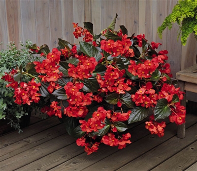 Begonia Whopper Red Bronze Leaf Pellets