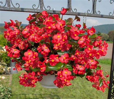 Begonia Whopper Red Green Pell