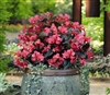 Begonia Whopper Rose Bronze Pe