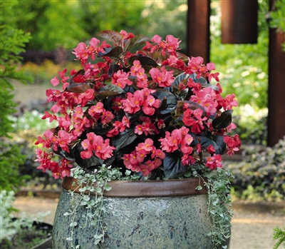 Begonia Whopper Rose Bronze Leaf Pellets