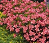 Begonia Whopper Rose Green Leaf Pellets