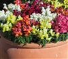 Antirrhinum Crackle n Pop Mix