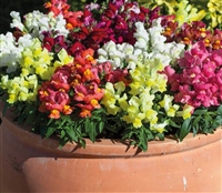 Antirrhinum Crackle n Pop Mix