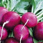 Radish Purple Plum