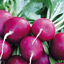 Radish Purple Plum