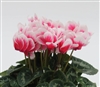 Cyclamen Merita Shine Red