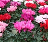 Cyclamen Facila Mix