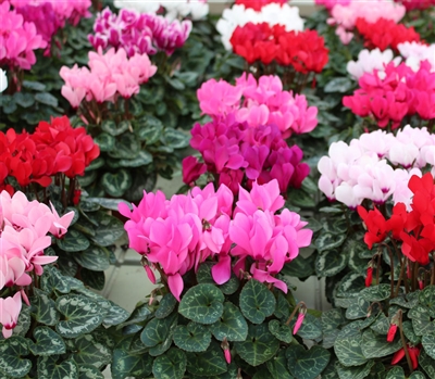 Cyclamen Facila Mix