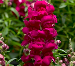 Antirrhinum S'tastic Magenta P