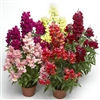 Antirrhinum S'tastic Mix Pelle